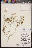 Mentzelia canyonensis image