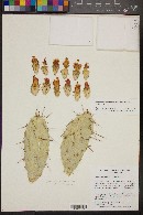 Nopalea hondurensis image