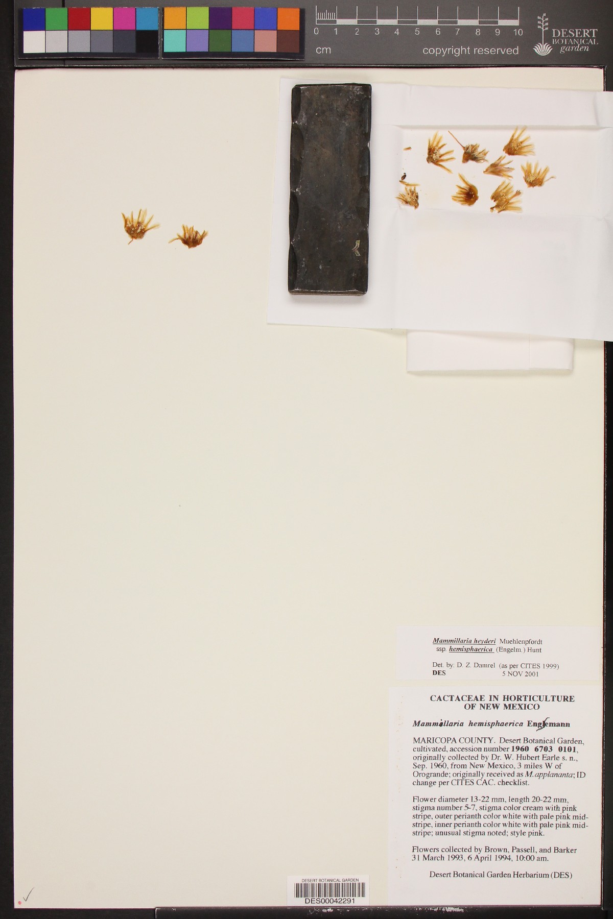Mammillaria heyderi subsp. hemisphaerica image