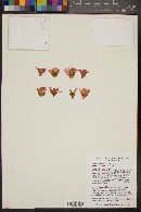 Mammillaria mazatlanensis image