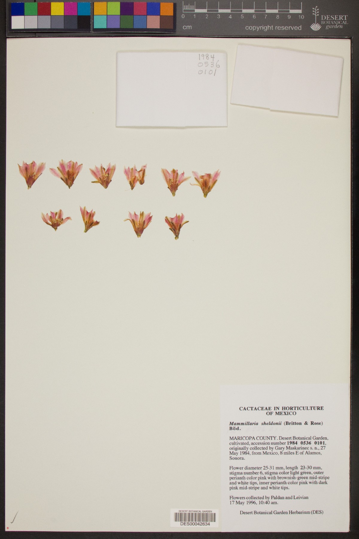 Mammillaria sheldonii image