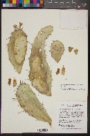 Nopalea hondurensis image