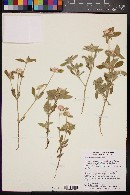 Gomphrena sonorae image