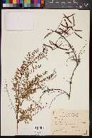 Mimosa palmeri image