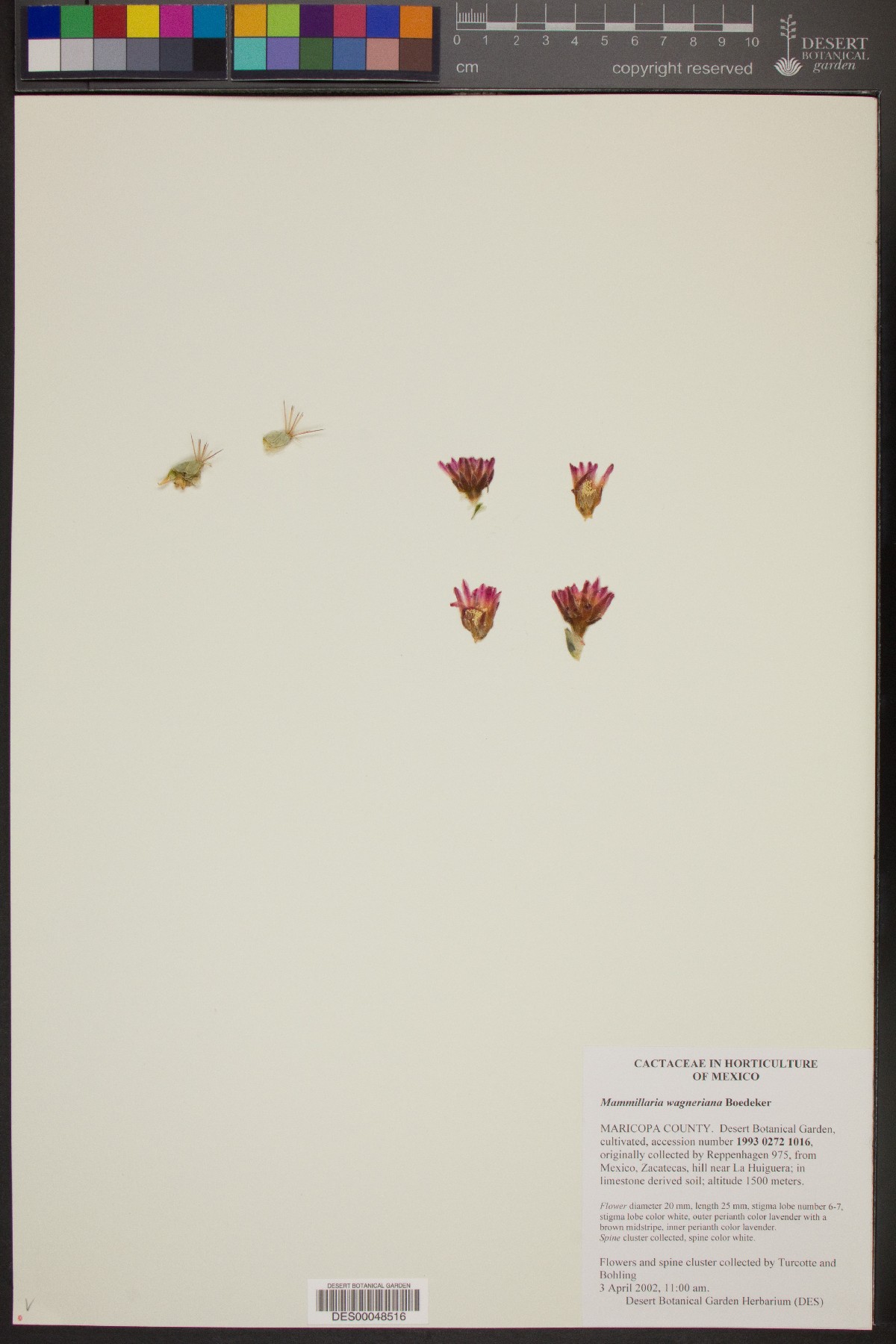 Mammillaria wagneriana image