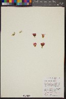 Mammillaria wagneriana image