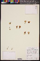 Mammillaria gigantea image