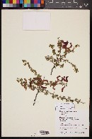 Mimosa aculeaticarpa var. biuncifera image