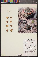 Mammillaria grusonii image