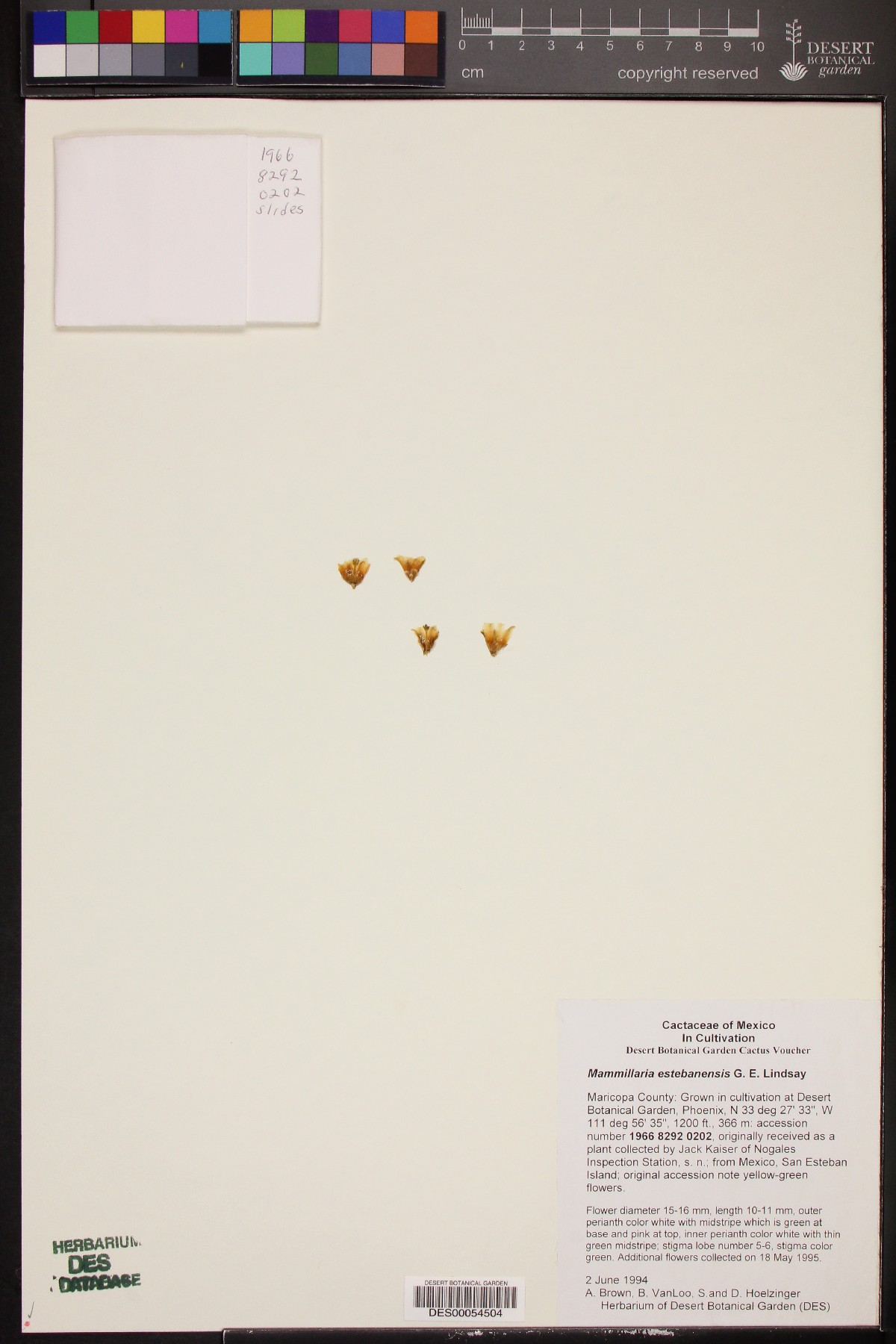 Mammillaria estebanensis image