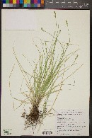 Carex vallicola image