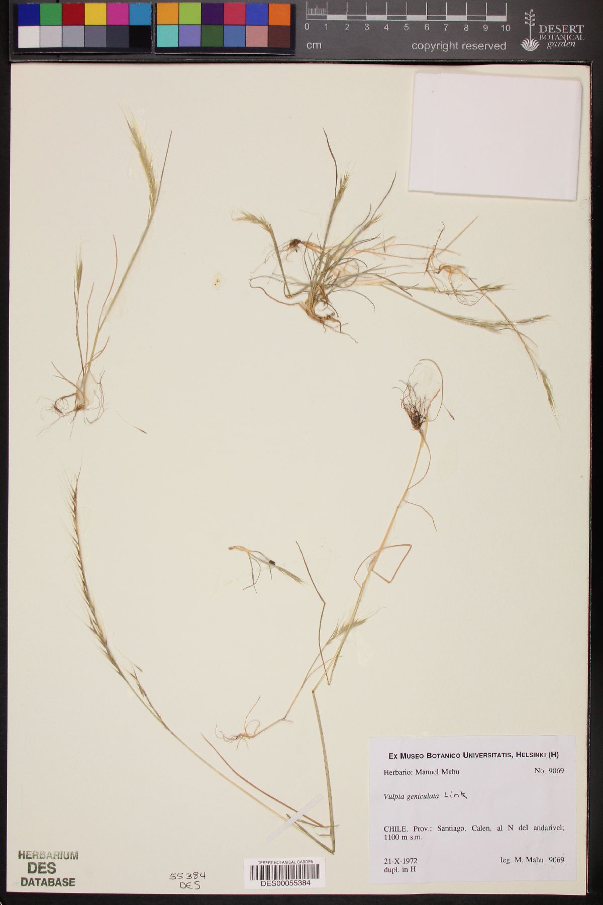 Vulpia geniculata image