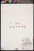 Mammillaria heyderi subsp. gummifera image