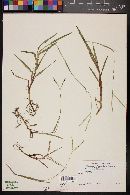 Paspalum distichum image