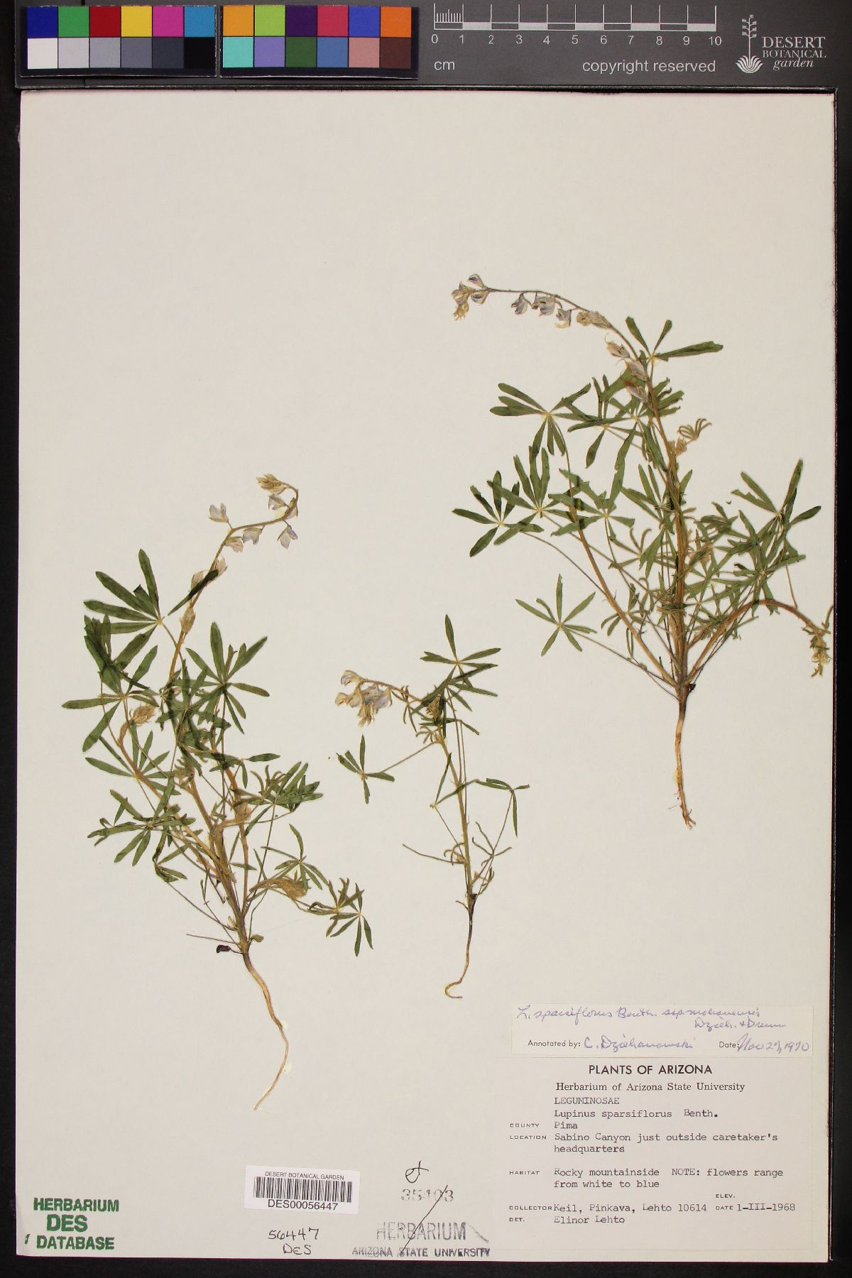 Lupinus sparsiflorus subsp. mohavensis image