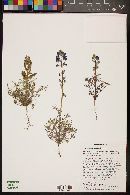 Lupinus sparsiflorus image