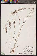 Bromus madritensis image