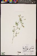 Vicia ludoviciana image