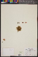 Mammillaria erythrosperma image