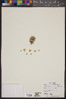 Mammillaria crinita image