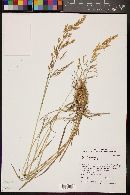 Agrostis stolonifera image