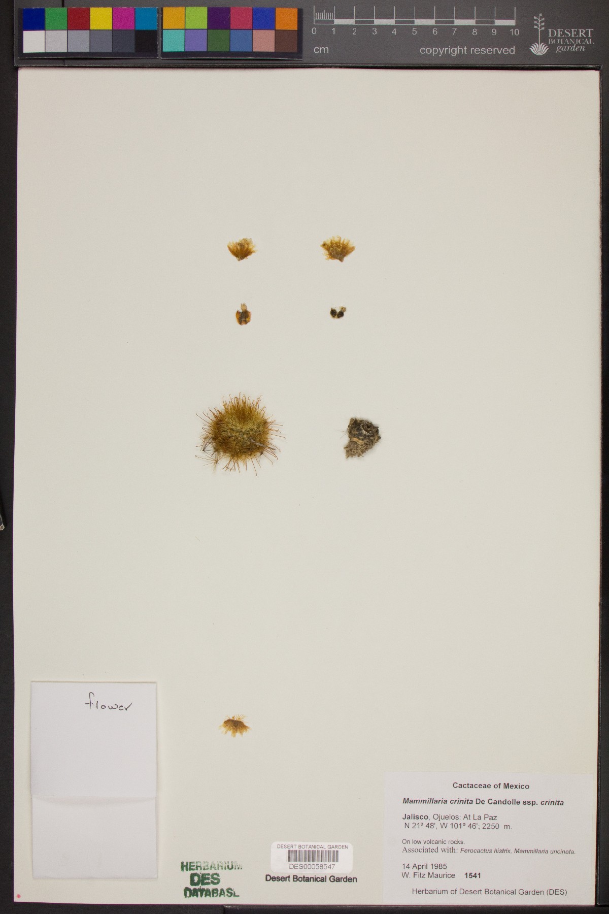 Mammillaria crinita image