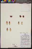 Nopalea hondurensis image