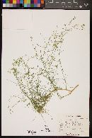 Lepidium fremontii image