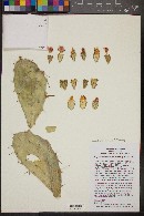 Nopalea hondurensis image