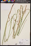 Carex vesicaria image