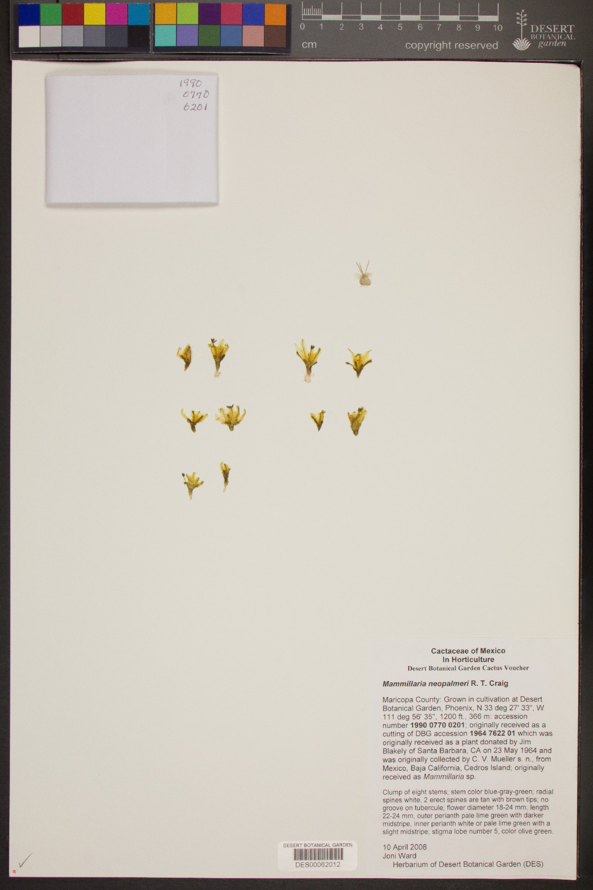 Mammillaria neopalmeri image
