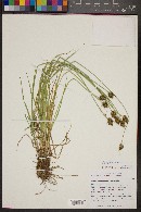 Carex athrostachya image