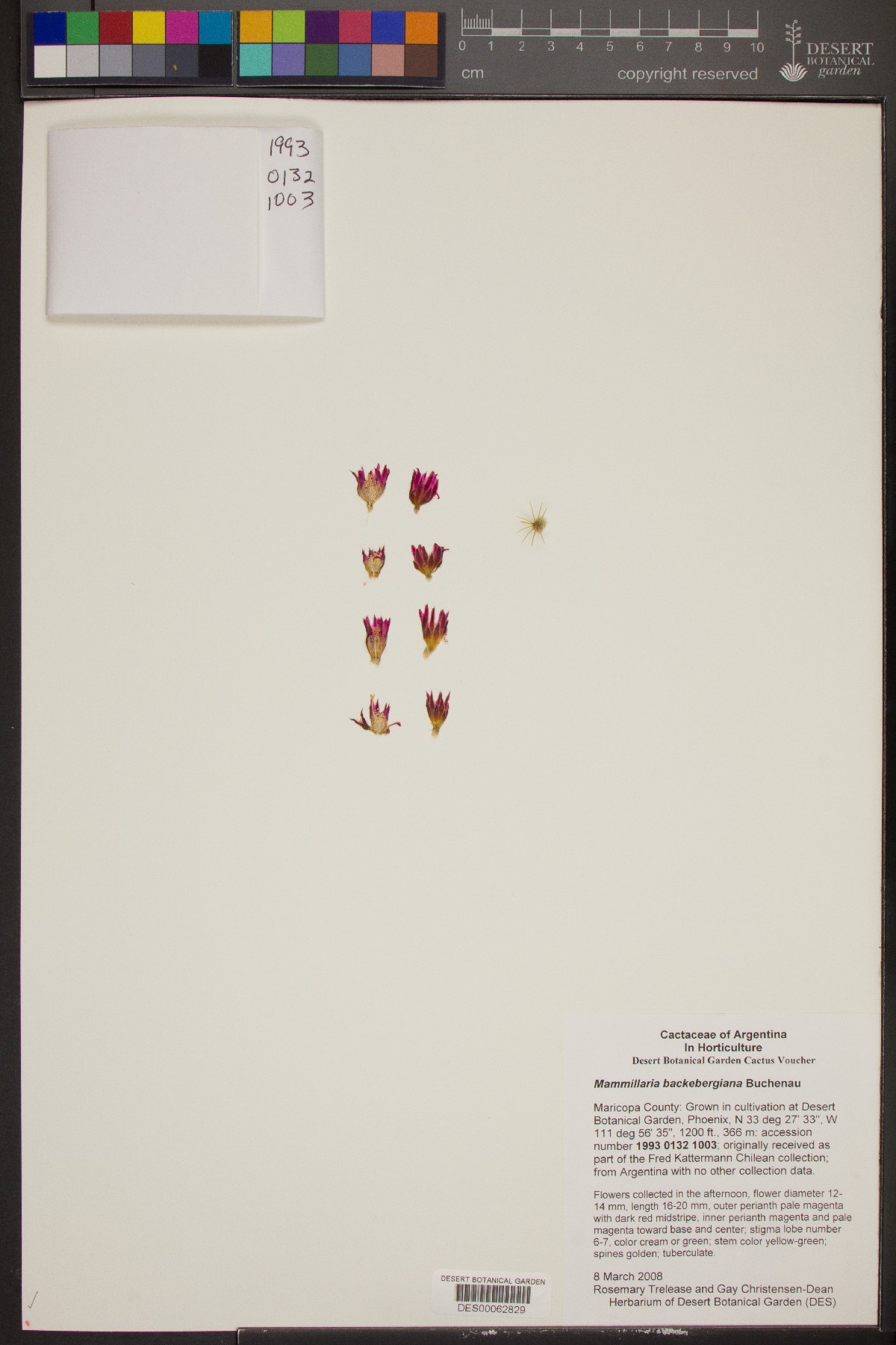 Mammillaria backebergiana image