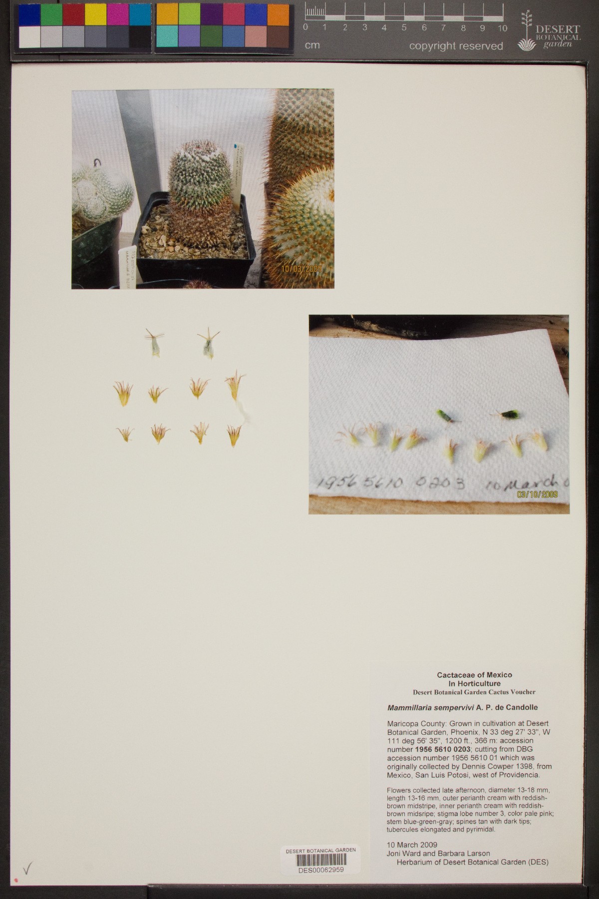 Mammillaria sempervivi image