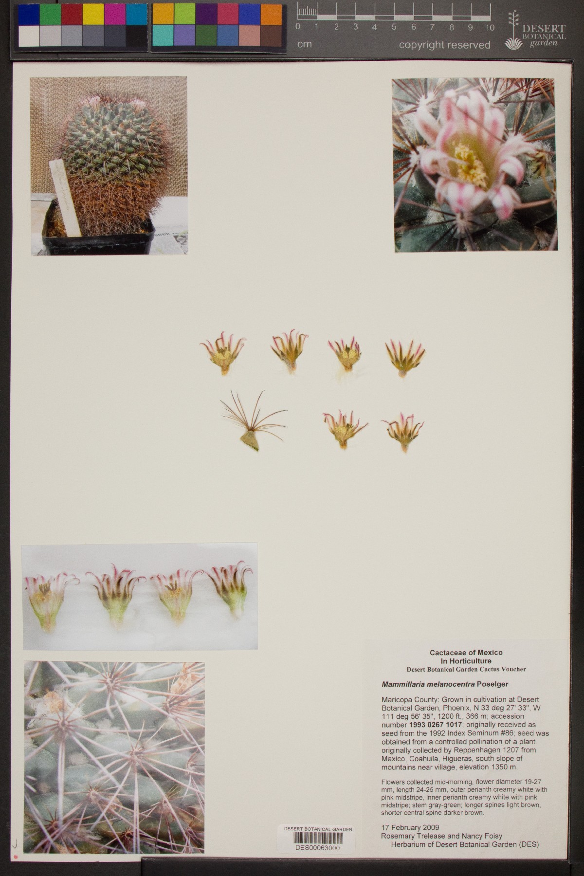 Mammillaria melanocentra image