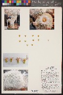 Mammillaria lasiacantha image