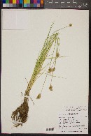 Carex scoparia image