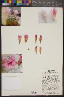 Mammillaria boolii image