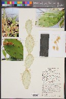 Opuntia caracassana image