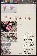 Mammillaria grahamii image