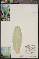 Nopalea lutea image