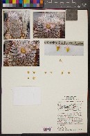 Mammillaria perezdelarosae image