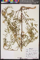 Glycyrrhiza lepidota image