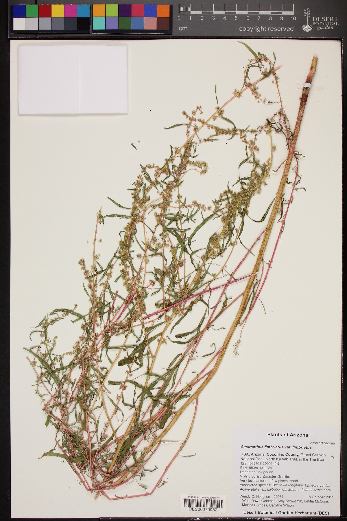 Amaranthus fimbriatus var. fimbriatus image