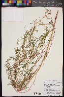 Amaranthus fimbriatus var. fimbriatus image