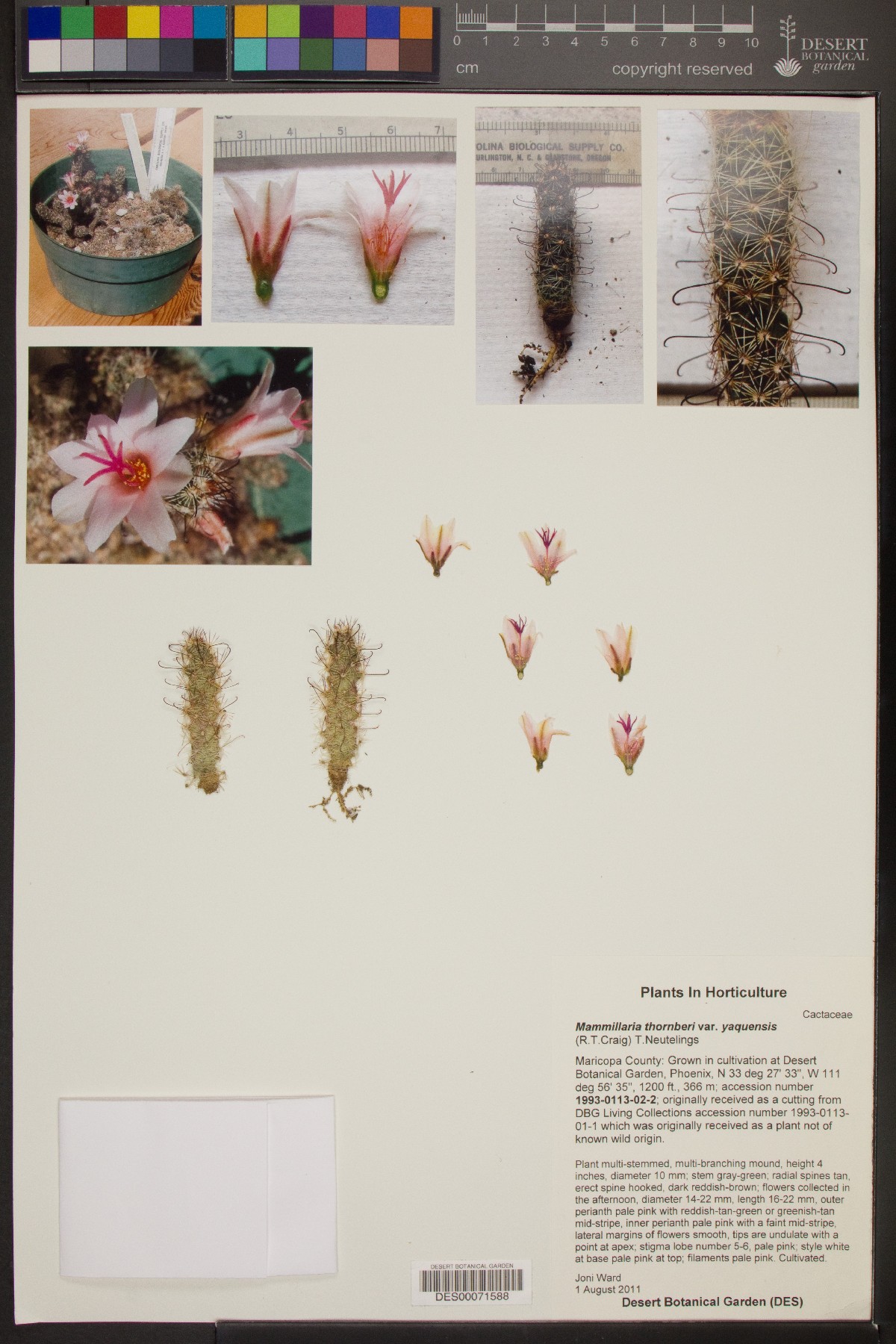 Mammillaria yaquensis image