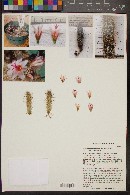 Mammillaria yaquensis image