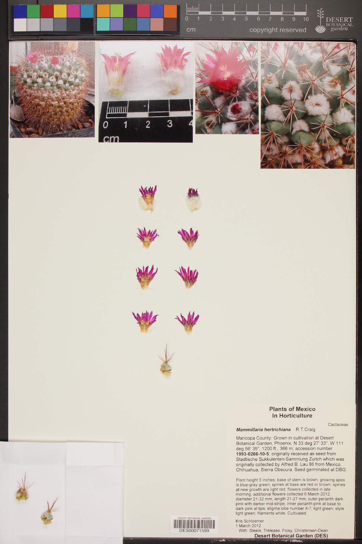 Mammillaria hertrichiana image