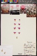 Mammillaria hertrichiana image