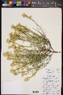 Ericameria parryi var. nevadensis image